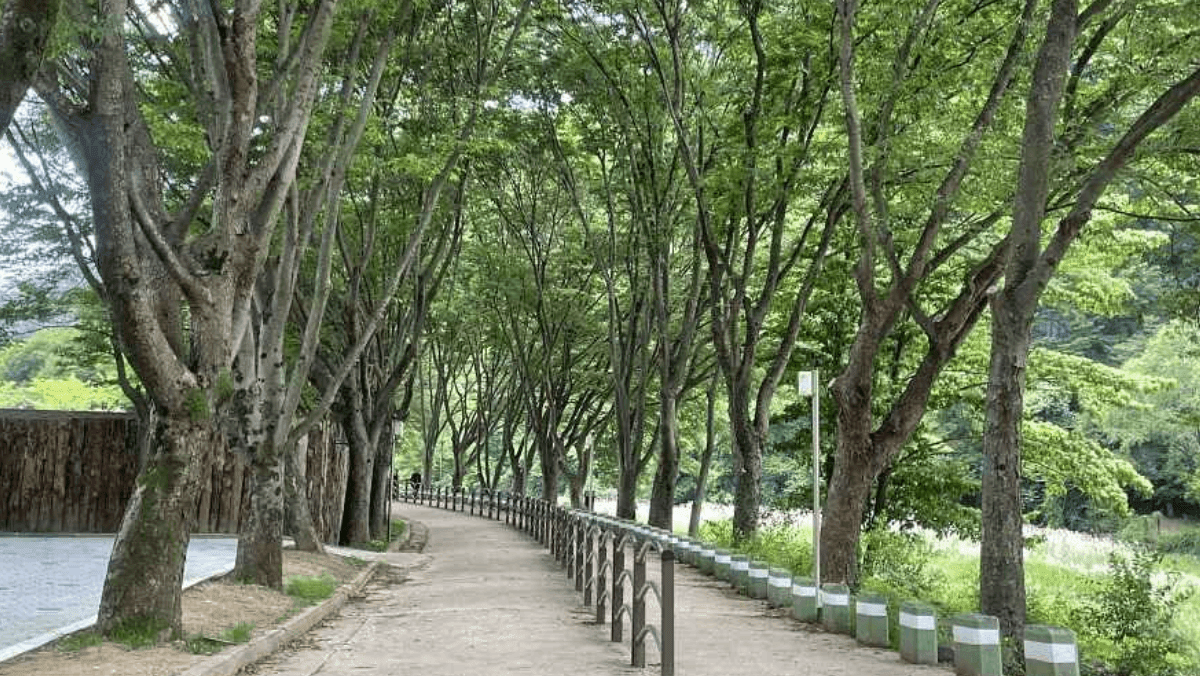 길 양옆으로 숲과 나무가 빽빽하게 우거져 시원한 그늘을 만들어주는 문경새재 산책로다. / 한국관광공사