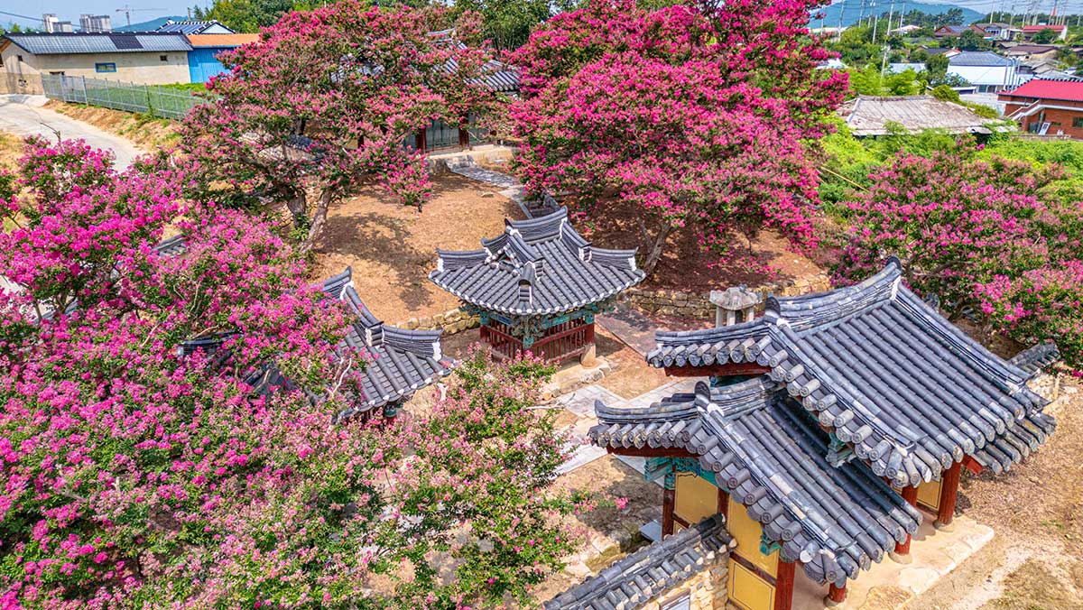 기와지붕들 사이로 만개한 진분홍빛 배롱나무꽃. / 한국관광콘텐츠랩-황성훈