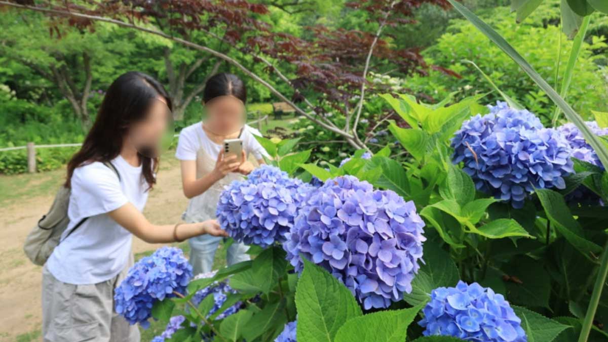 7월부터 본격적인 수국의 계절이 시작돼 탐스럽게 핀 수국을 만날 수 있다. / 천리포수목원 공식 블로그