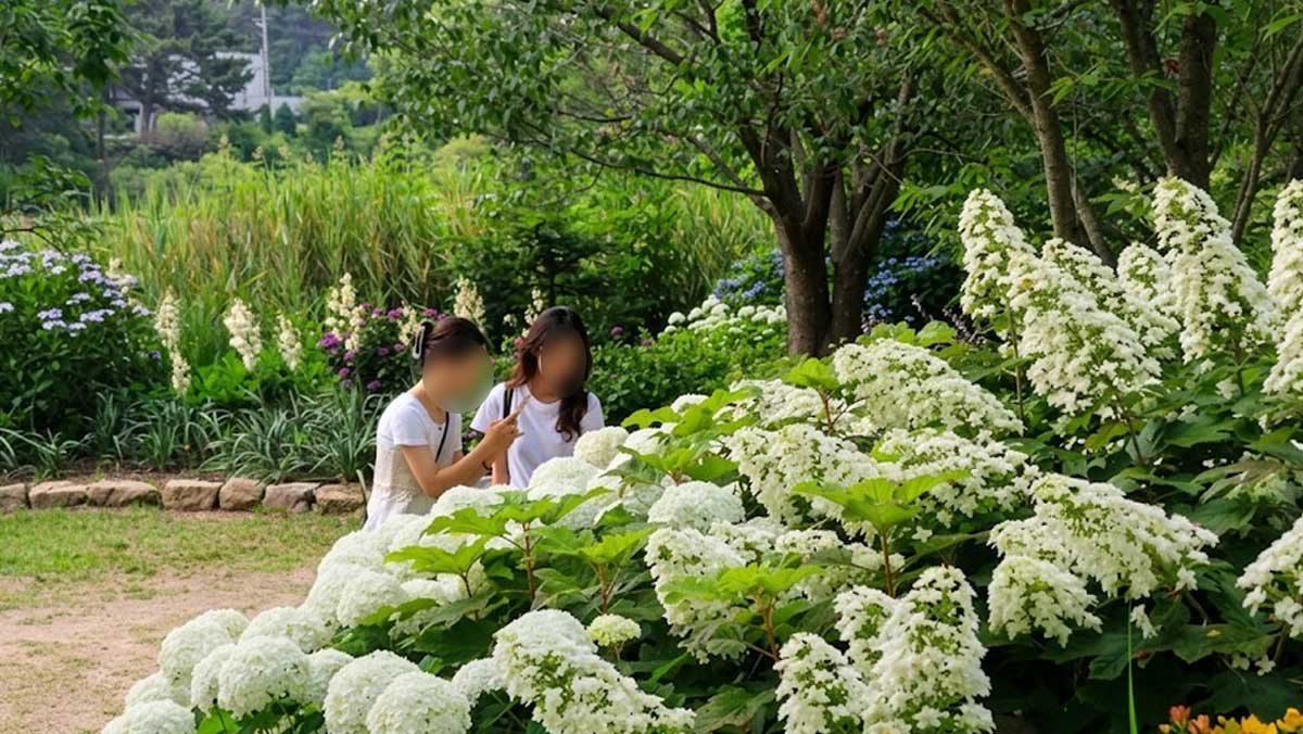 수국과 연꽃이 뒤덮은 해안 명소인 충남 태안 천리포수목원의 모습. / 천리포수목원 공식 블로그
