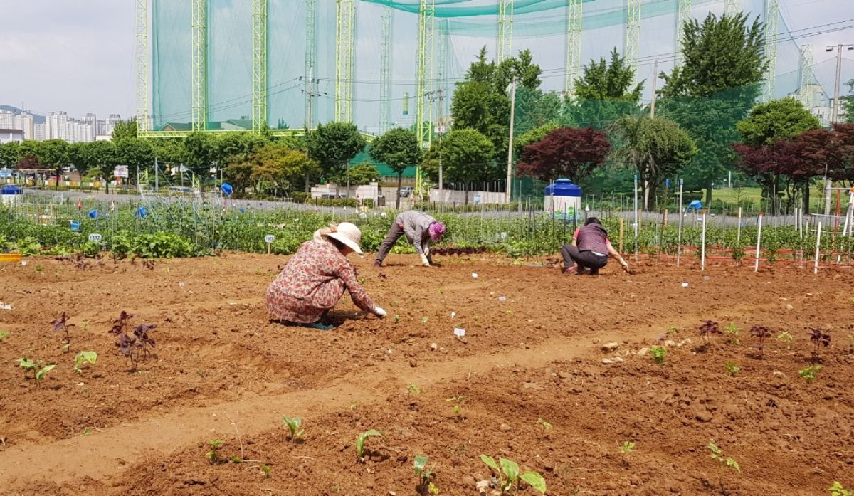 탑동시민농장에 있는 텃밭. / 수원특례시 제공