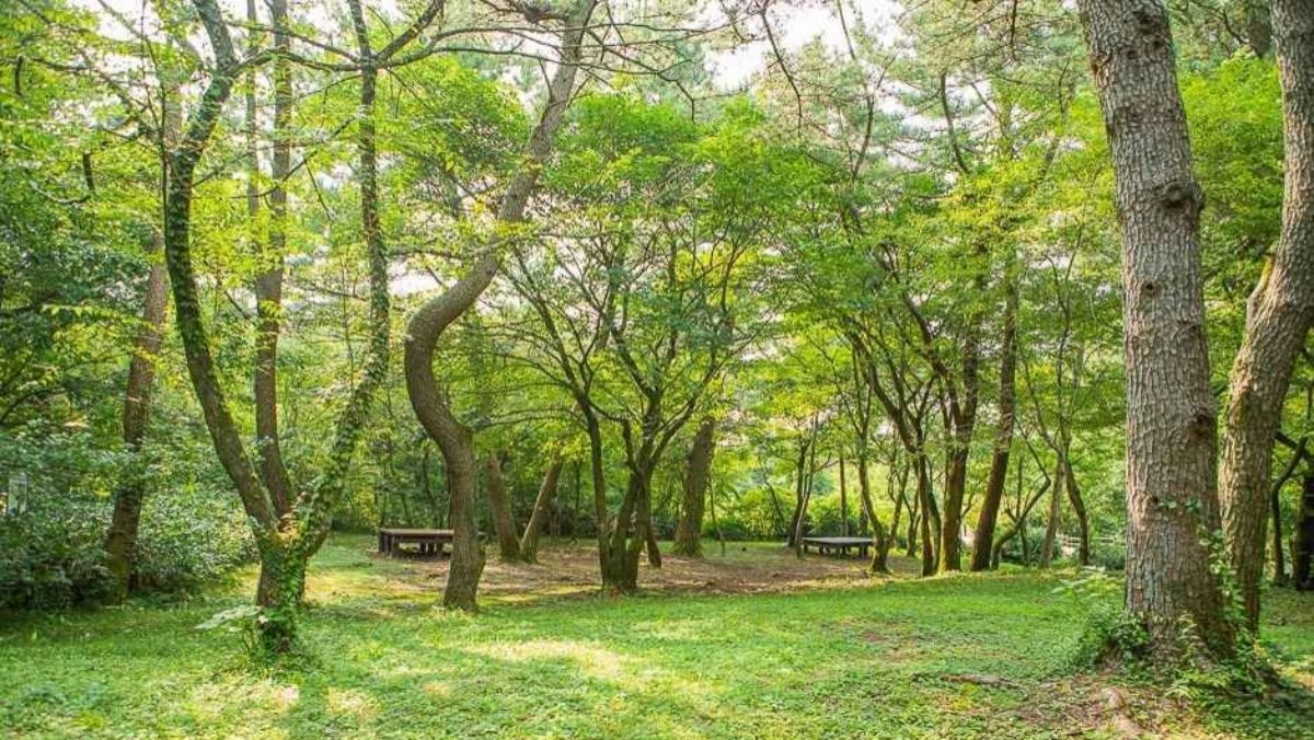 제주 숫모르편백숲길 전경. / ⓒ한국관광공사 제공