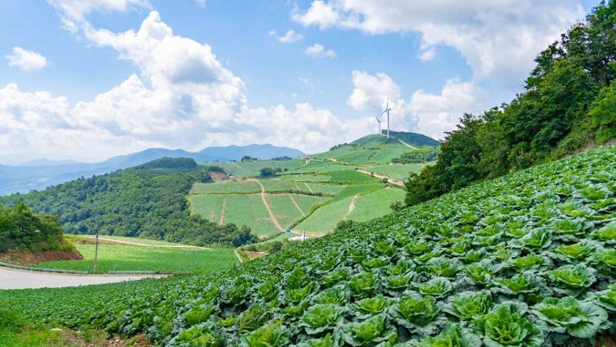 화전민이 일군 안반데기의 넓은 산비탈을 따라 초록빛 고랭지 배추밭이 끝없이 펼쳐져 있다. / 한국관광공사
