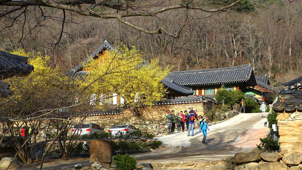 노란 꽃이 피어난 송광사 경내를 거닐며 산사의 정취를 둘러보는 방문객들이다. / ⓒ한국관광콘텐츠랩-이범수
