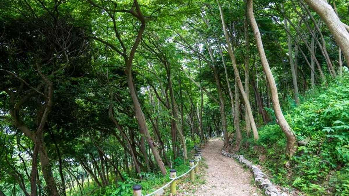 울창한 난대림의 초록빛 나무들. / 한국관광공사