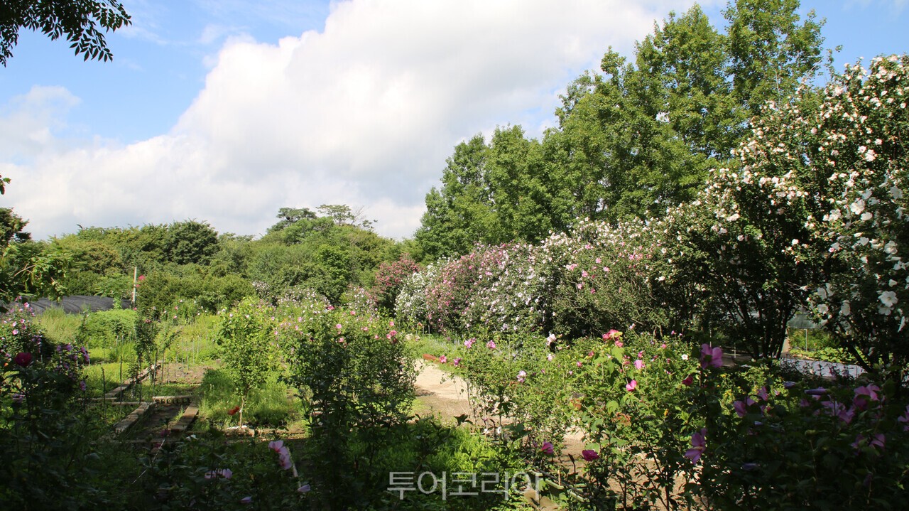  기청산 식물원 무궁화원 전경/사진-산림청