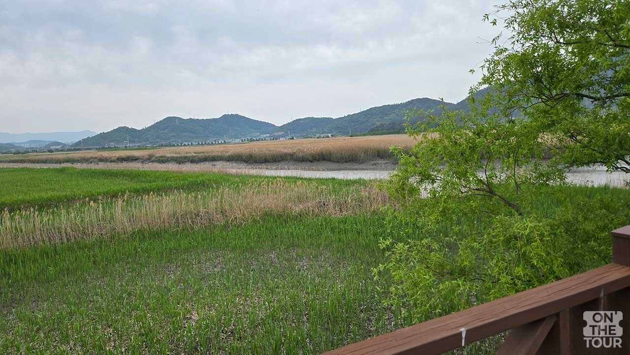 데크 난간 너머로 바라본 순천만 습지의 푸른 자연 풍경. / 온더투어