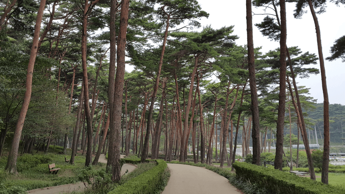 100년 안팎의 안면송들이 산책로 양옆으로 웅장하게 줄지어 서 있다. / 충남산림자원연구소 
