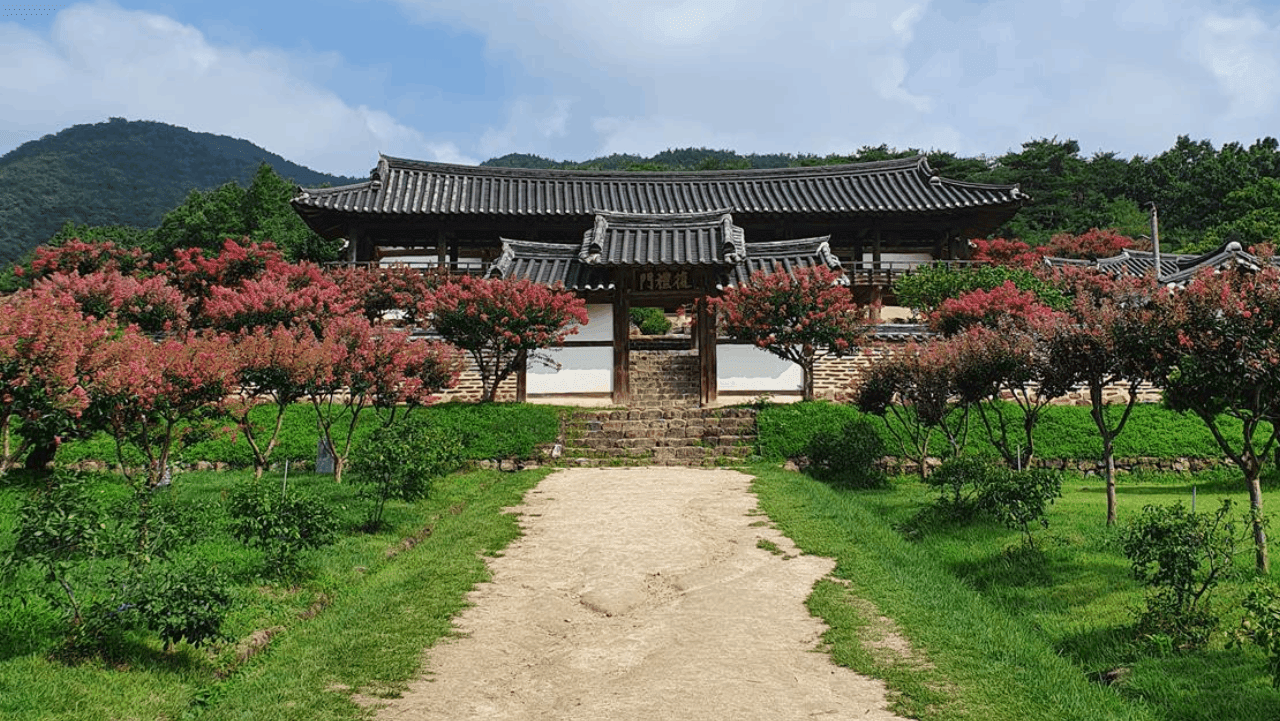 서원 입구로 향하는 길을 화사하게 장식한 배롱나무길. / 안동관광