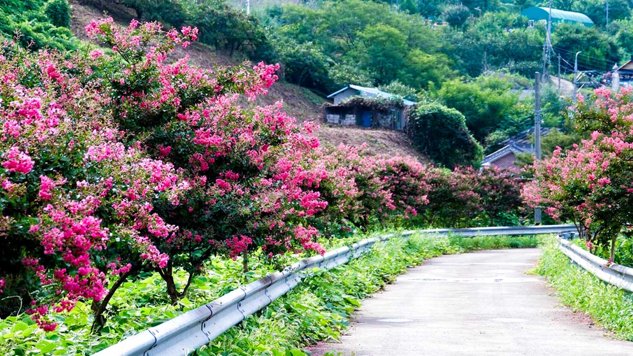 고즈넉한 시골길을 따라 화사하게 피어난 진분홍빛 배롱나무길. / 창녕군
