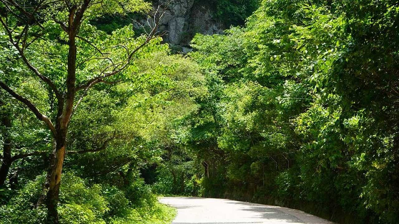 울창한 나무들이 싱그러운 터널을 이루는 주산지 진입 산책로. / 한국관광공사