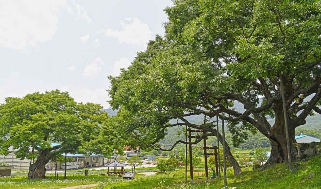 괴산 오가리 느티나무 전경. / ⓒ한국관광공사 제공