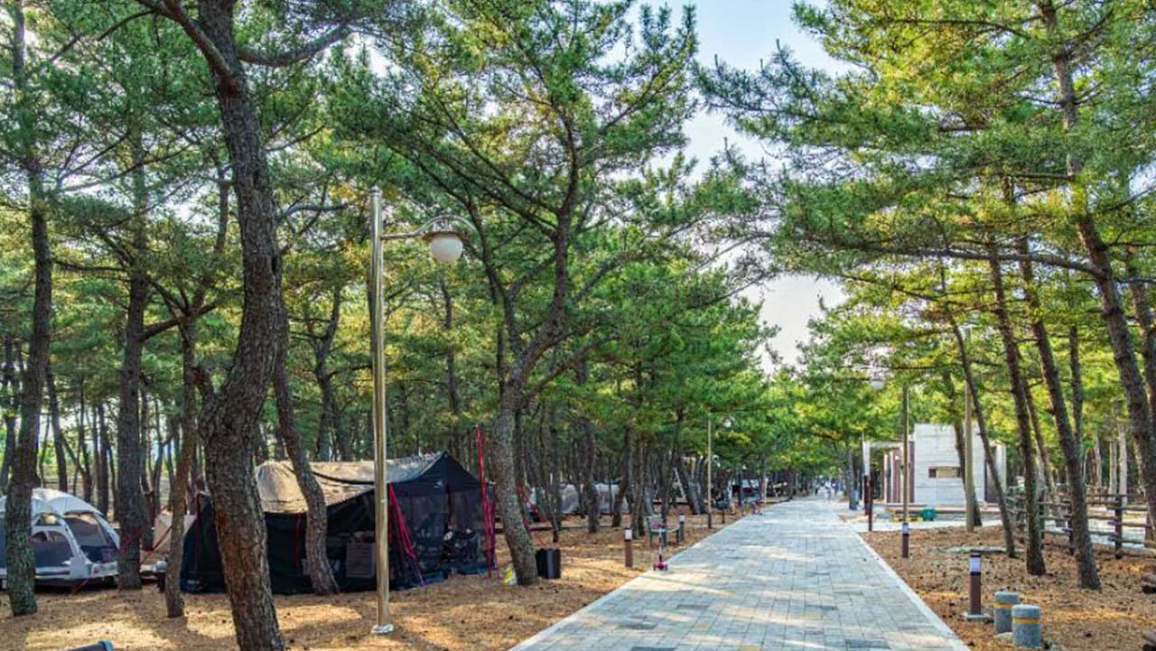 소나무 숲길을 따라 정갈하게 들어선 야영장 텐트 사이트와 산책로. / 한국관광콘텐츠랩
