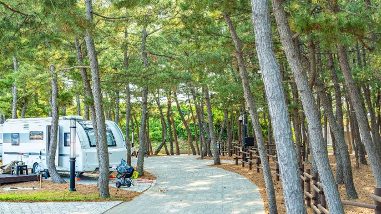 송림 속에서 상쾌한 휴식을 즐길 수 있는 고래불국민야영장 카라반 구역. / 한국관광콘텐츠랩