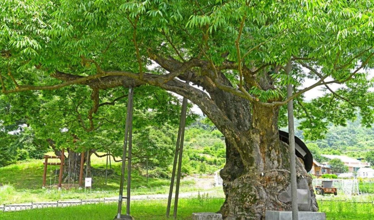 괴산 오가리 느티나무 전경. / ⓒ한국관광공사 제공