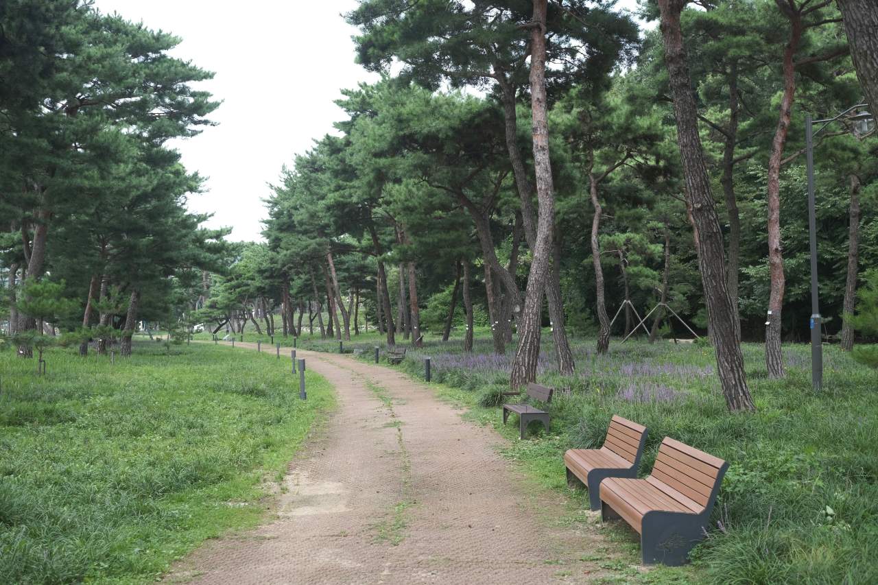 수원 노송지대 소나무길 산책로. / ⓒ한국관광콘텐츠랩-최린
