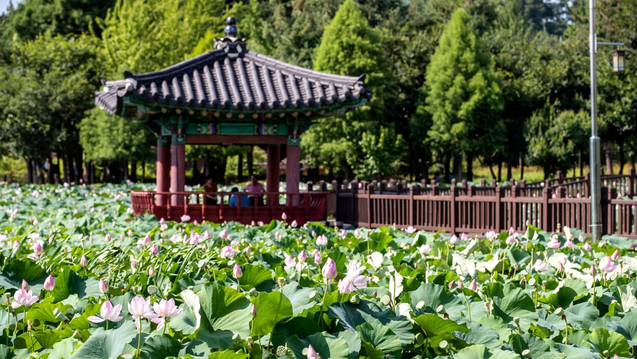 전주 덕진공원에 연꽃이 핀 모습. / ⓒ한국관광콘텐츠랩-이범수