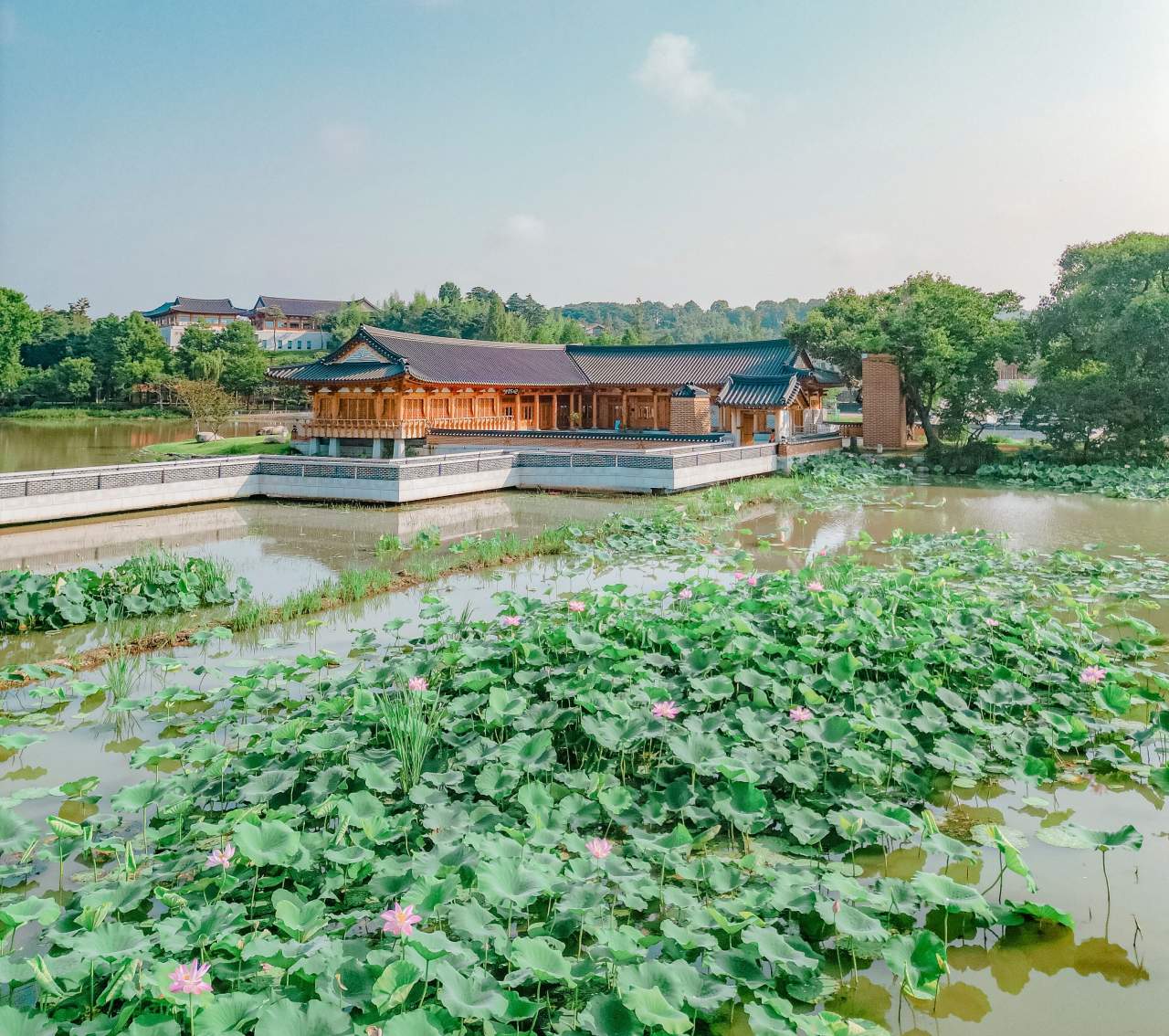 연꽃이 핀 전주 덕진공원. / ⓒ한국관광콘텐츠랩-강시몬