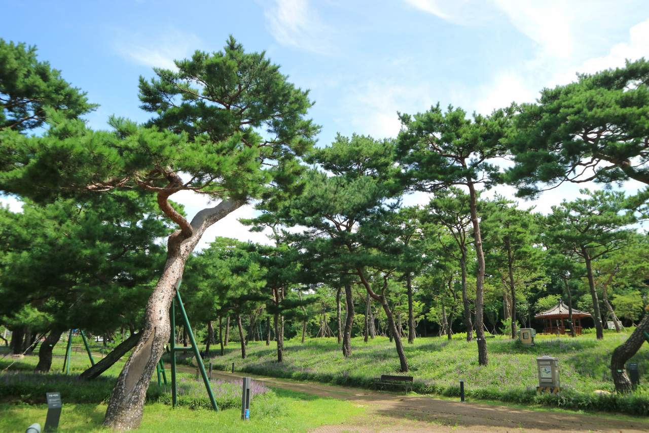수원 노송지대 전경. / ⓒ한국관광콘텐츠랩-최민희