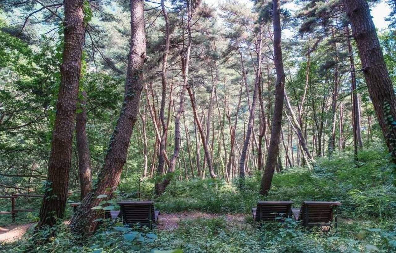 합천 오도산자연휴양림 숲길. / 합천여행 공식 블로그