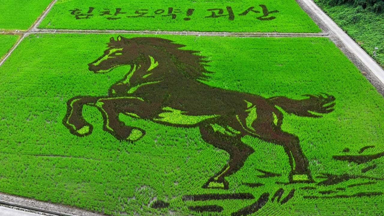 푸른 논밭 위에 붉은 벼로 선명하게 새겨진 도약하는 말 형상. / 괴산군