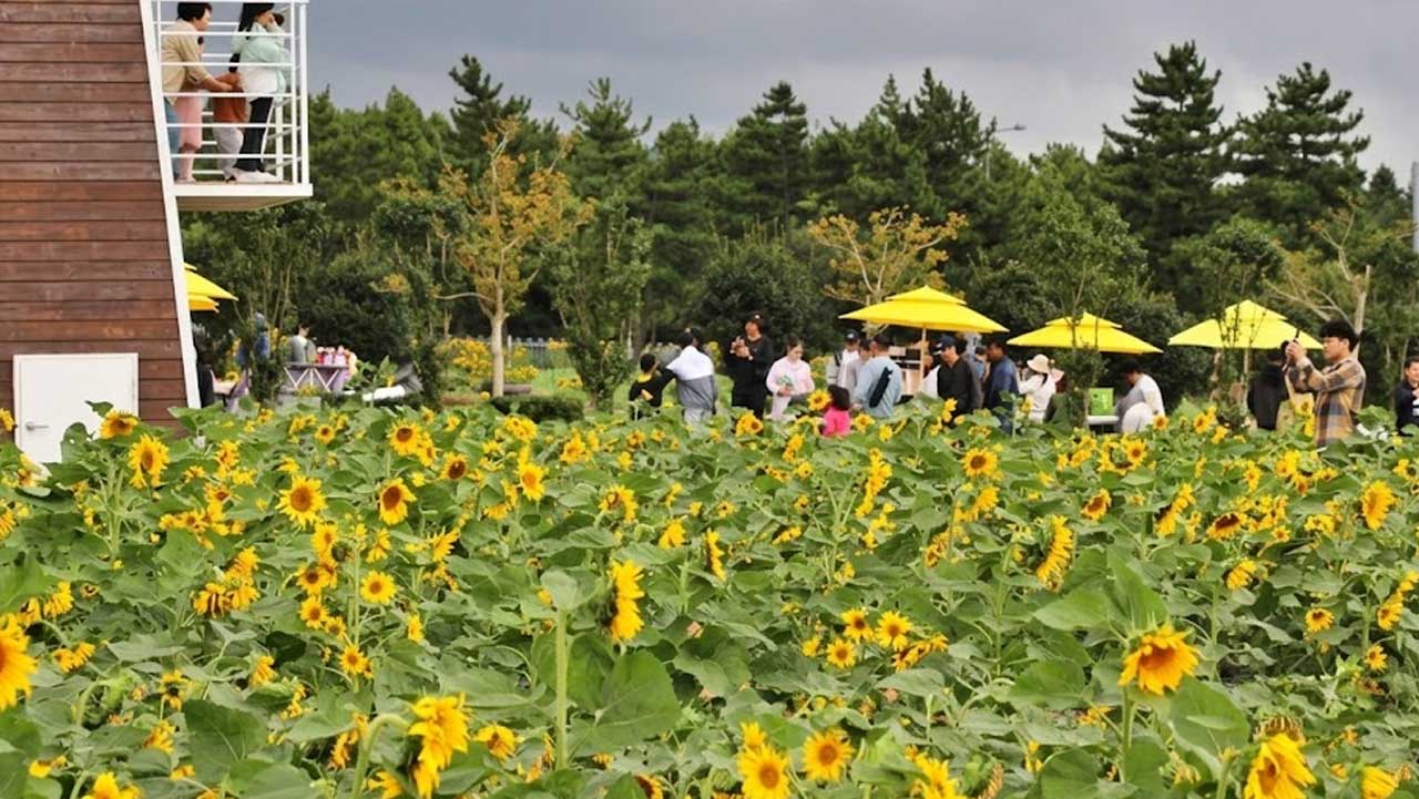 노란 물결로 가득 채운 제주 영천동 해바라기 축제장 모습. / 비짓제주