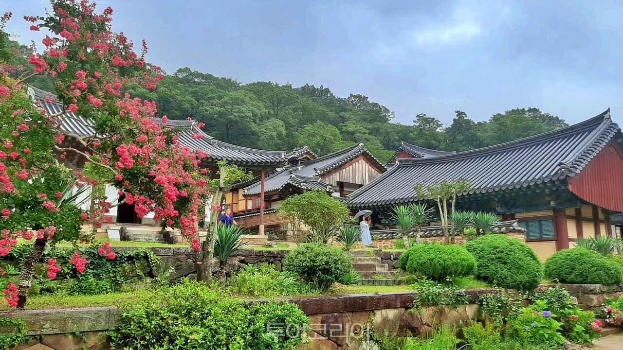 순천 송광사 배롱나무꽃 풍경 투어코리아