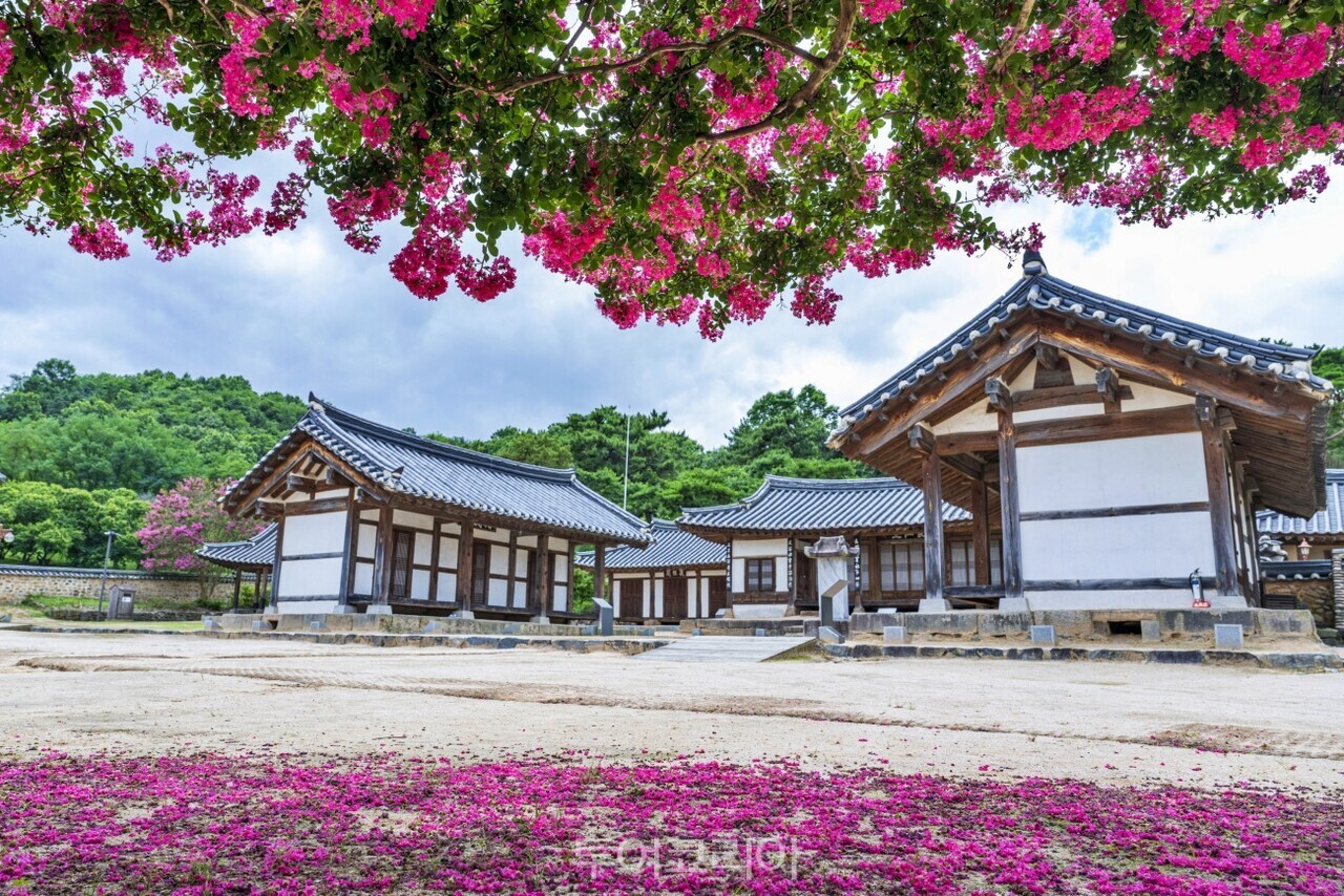 분홍빛 배롱나무꽃이 절정을 이룬 충남 논산 돈암서원. 고즈넉한 전통 건축과 꽃잎이 어우러져 여름철 대표 문화유산 명소의 운치를 더한다. /사진-논산시