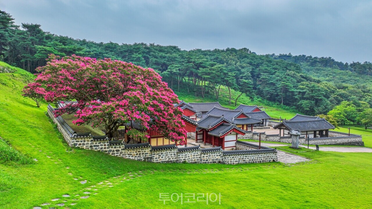 분홍빛 배롱나무꽃이 절정을 이룬 충남 서천 문헌서원. 푸른 숲과 전통 한옥, 화사한 꽃이 어우러져 여름의 정취를 한껏 느끼게 한다./ 사진-충남도
