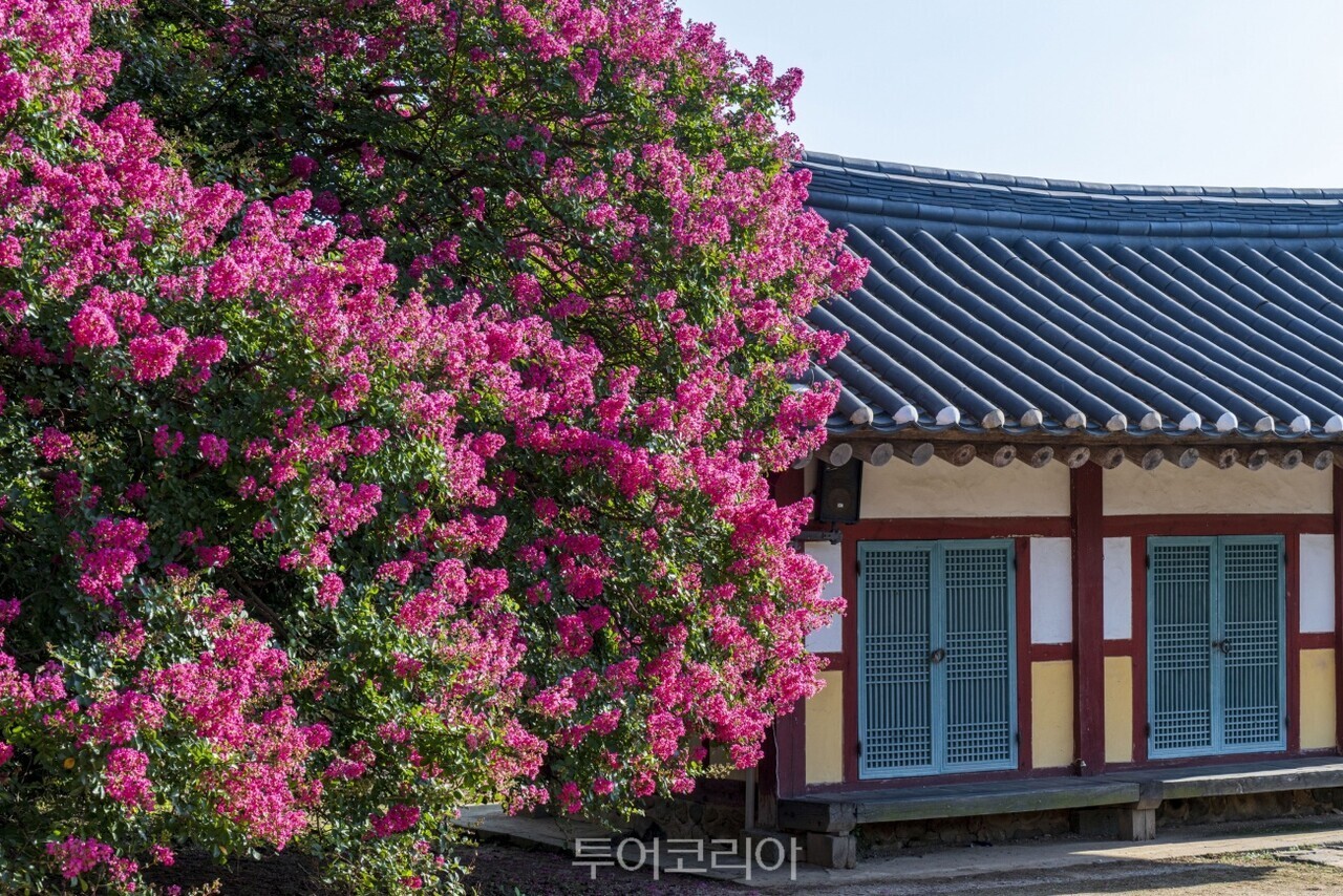 분홍빛 배롱나무꽃이 절정을 이룬 충남 논산 충곡서원. 붉은 홍살문과 기와지붕, 고목이 어우러져 여름철 대표 포토 명소로 손꼽힌다./사진-논산시