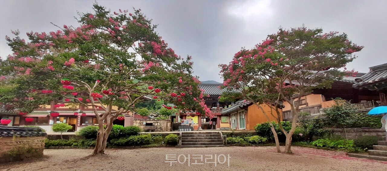 순천 송광사 배롱나무꽃 풍경 투어코리아