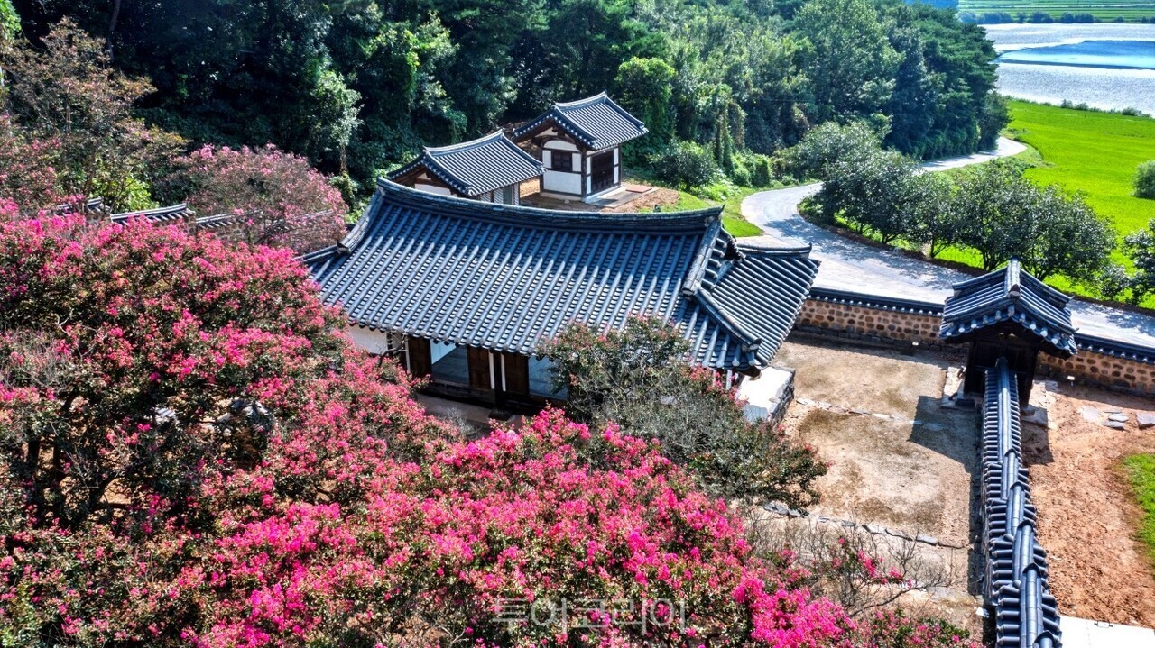배롱나무꽃 핀 논산 종학당 / 사진-충남도
