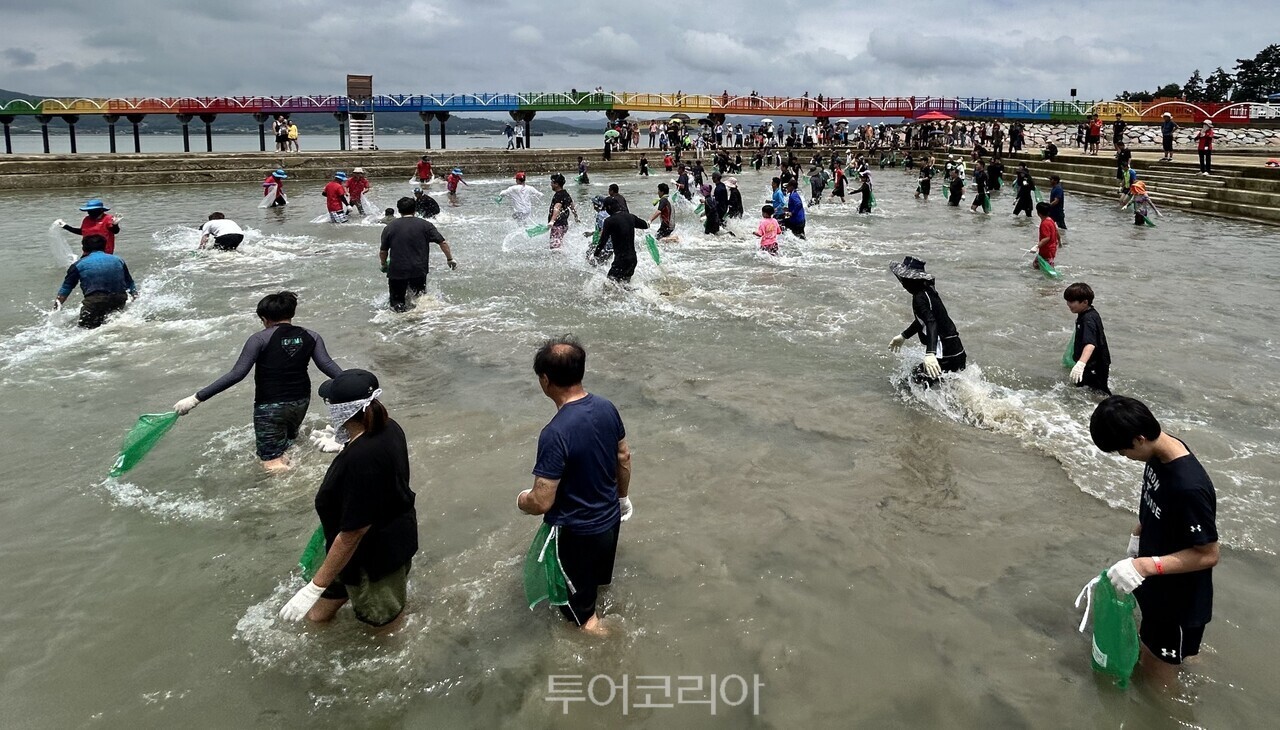 함평 돌머리 해수욕장에서 맨손 장어잡기 체험을 하는 여행객들/사진-전남광주통합특별시