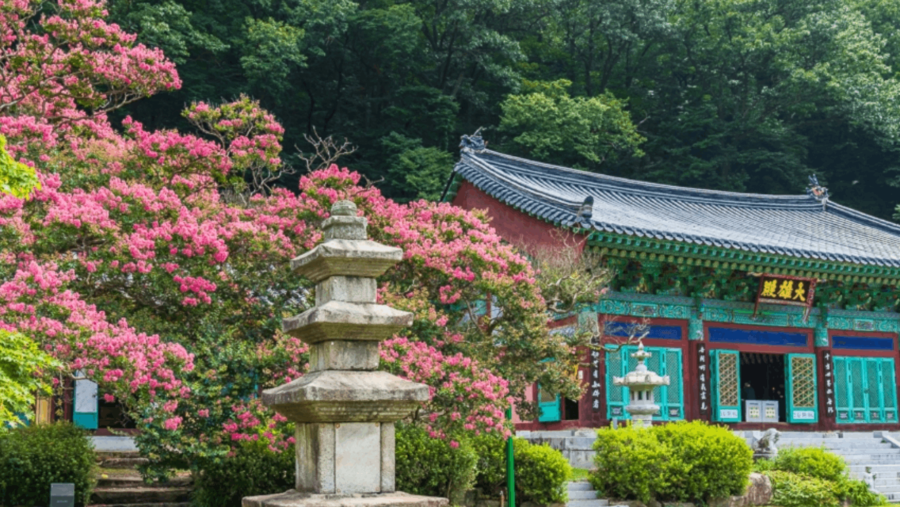 만개한 배롱나무 꽃 너머로 고풍스럽게 자리한 보물 '영동 반야사 삼층석탑'과 대웅전. / 한국관광콘텐츠랩