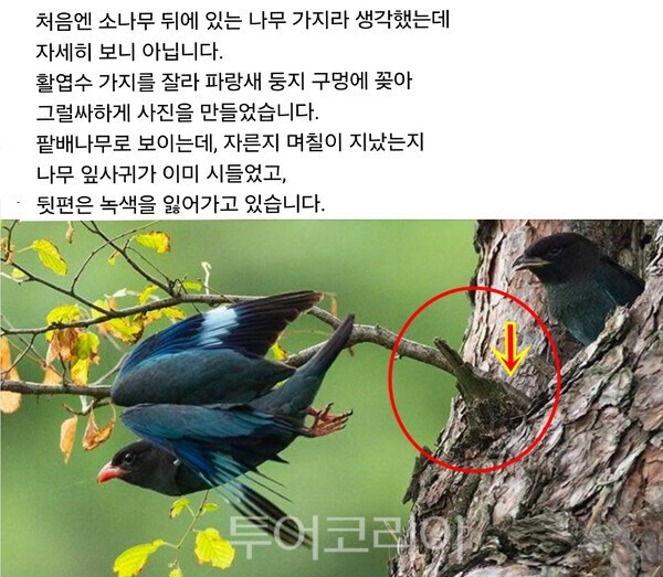 사진 / SNS에 올라온 조류 둥지 훼손 모습