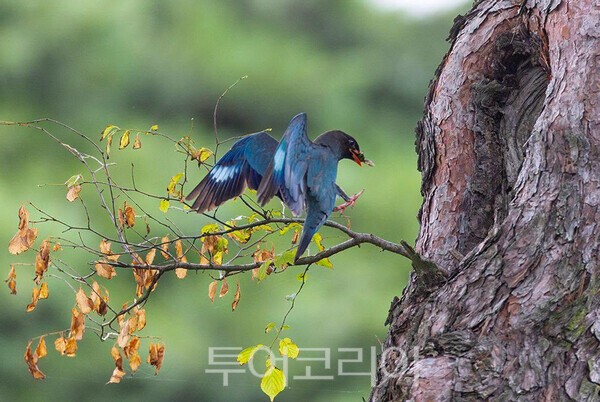 사진 / 조류 서식지 훼손사례 사진
