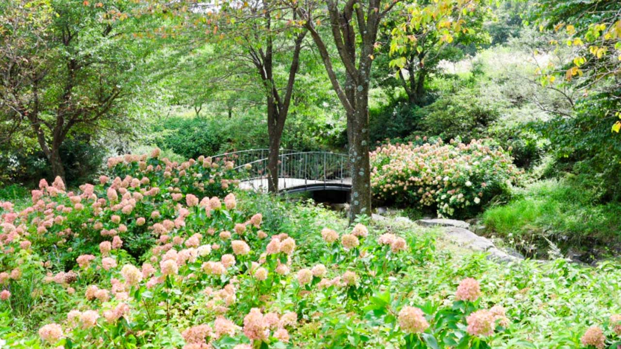해발 850m 황매산 산책로를 따라 탐스럽게 피어난 하얀 유럽 목수국 군락. / 합천군청 공식 블로그 백은영