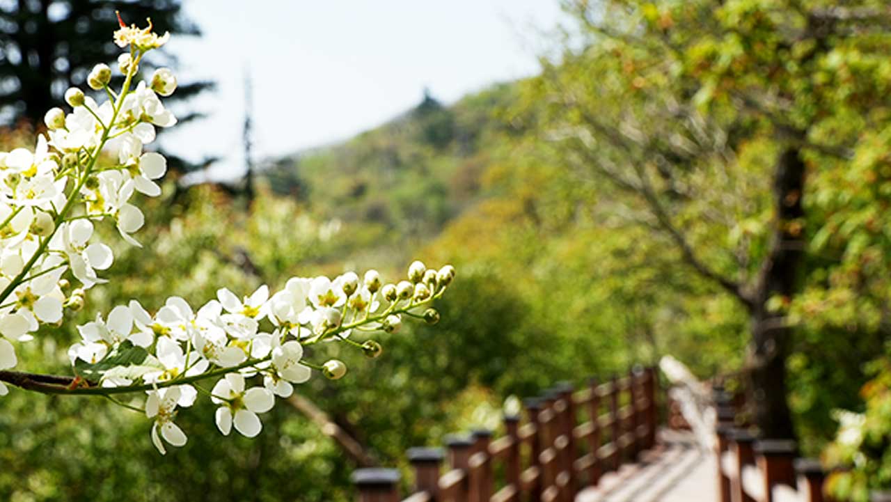 시원한 정상 바람을 맞으며 휠체어나 유모차도 편하게 걸을 수 있는 천년주목숲길 데크 산책로. / 모나용평