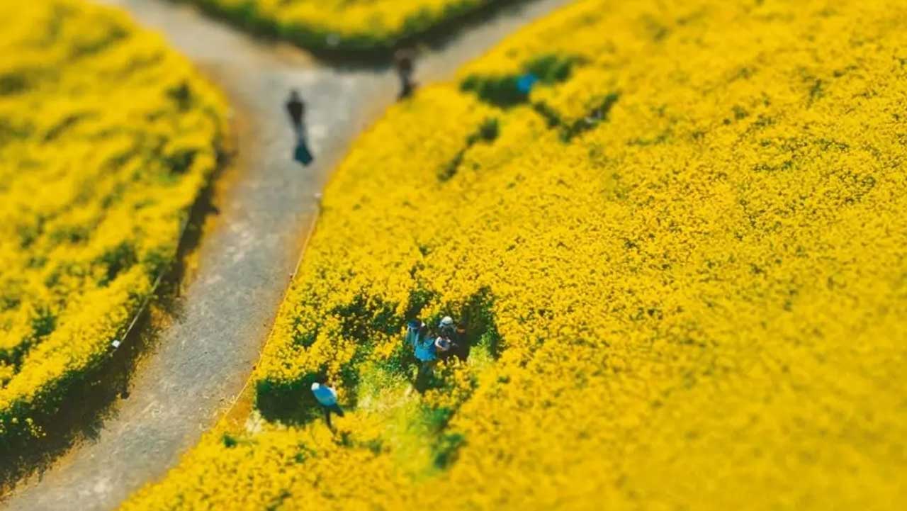 노랗게 만개한 꽃밭 사이로 오밀조밀 이어진 산책로를 따라 거니는 방문객들의 모습. / 비짓제주