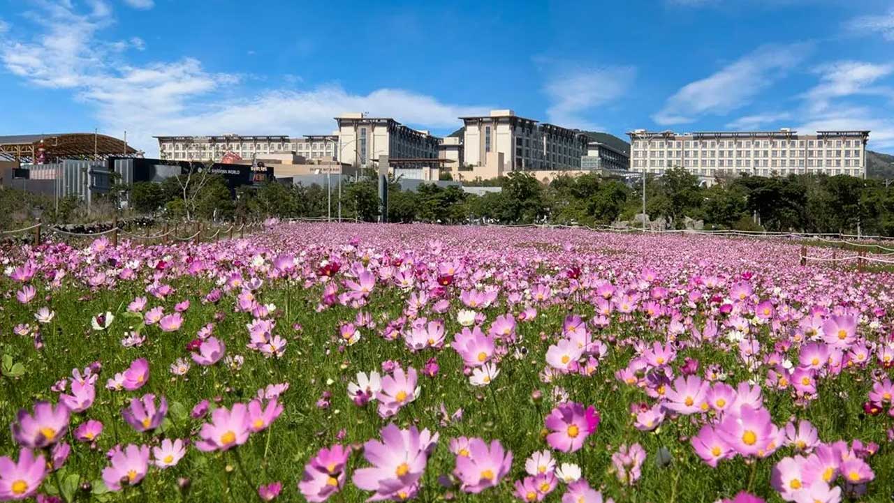 분홍빛 코스모스가 핀 신화가든 꽃밭. / 비짓제주