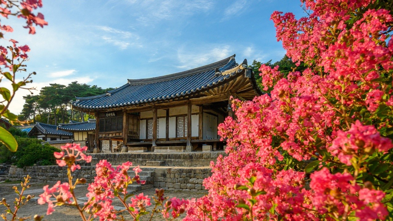 논산 명재고택 주변에 300년 넘은 배롱나무가 붉은 꽃을 피운 모습. / ⓒ한국관광콘텐츠랩-이효직