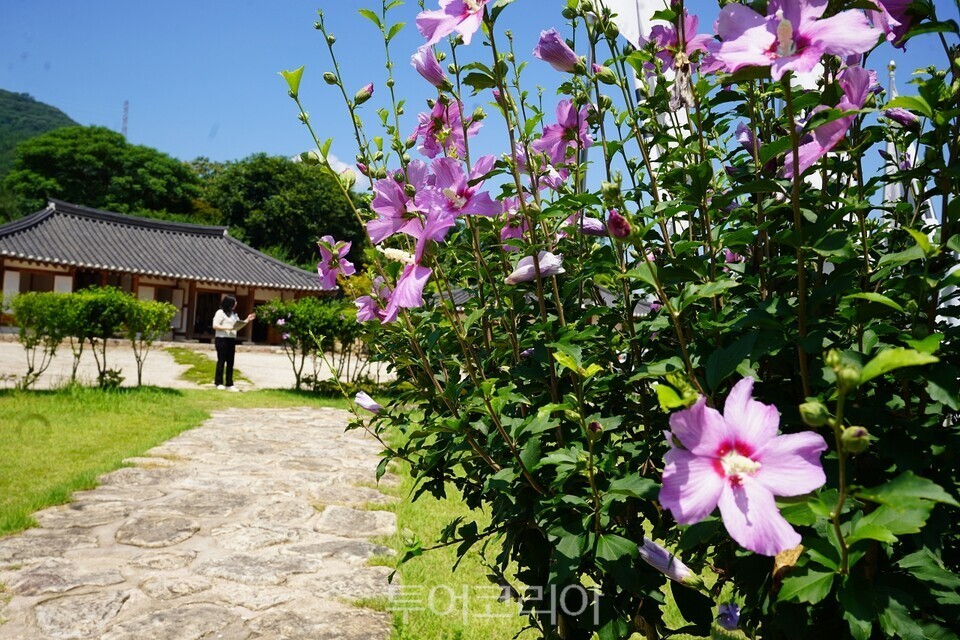 옥천면 지강양한묵생가 무궁화 동산 /사진=해남군