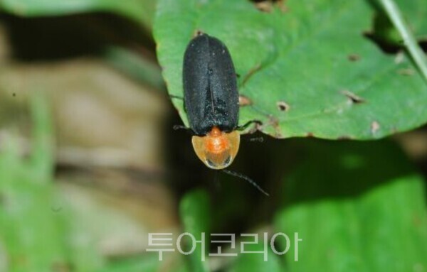 사진 / 늦반딧불이의 모습