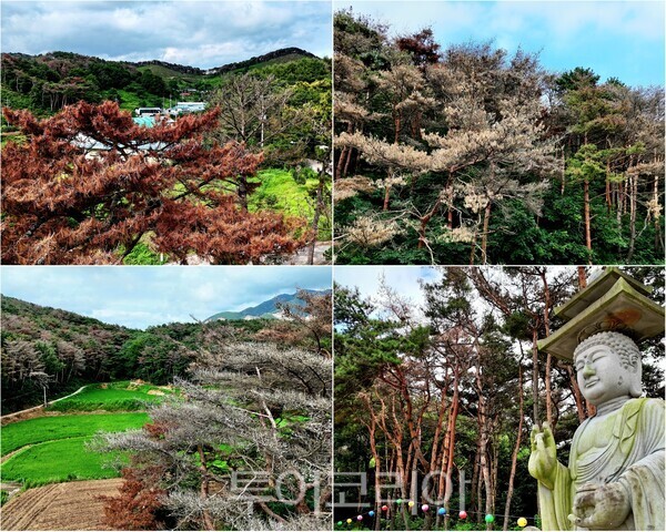 ▲“붉게 죽어가는 보령시의 소나무.” 충남 보령시 화산동(대천3동) 큰골마을 뒷산에서 집단 고사한 소나무들이 누렇게 말라붙은 채 산림 곳곳에 서 있고, 화산동 74번지 성주산 자락에 자리한 용궁사 불상 주변에서 수십 년 된 소나무가 소나무재선충병 피해로 누렇게 말라 죽어 있다. /사진-보령시프레스협회(편집 류석만 기자)