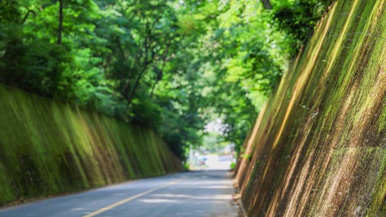 높은 습도와 울창한 나무 그늘 아래에서 더욱 짙고 선명한 초록빛을 띠는 도로변 이끼 벽. / 한국관광공사