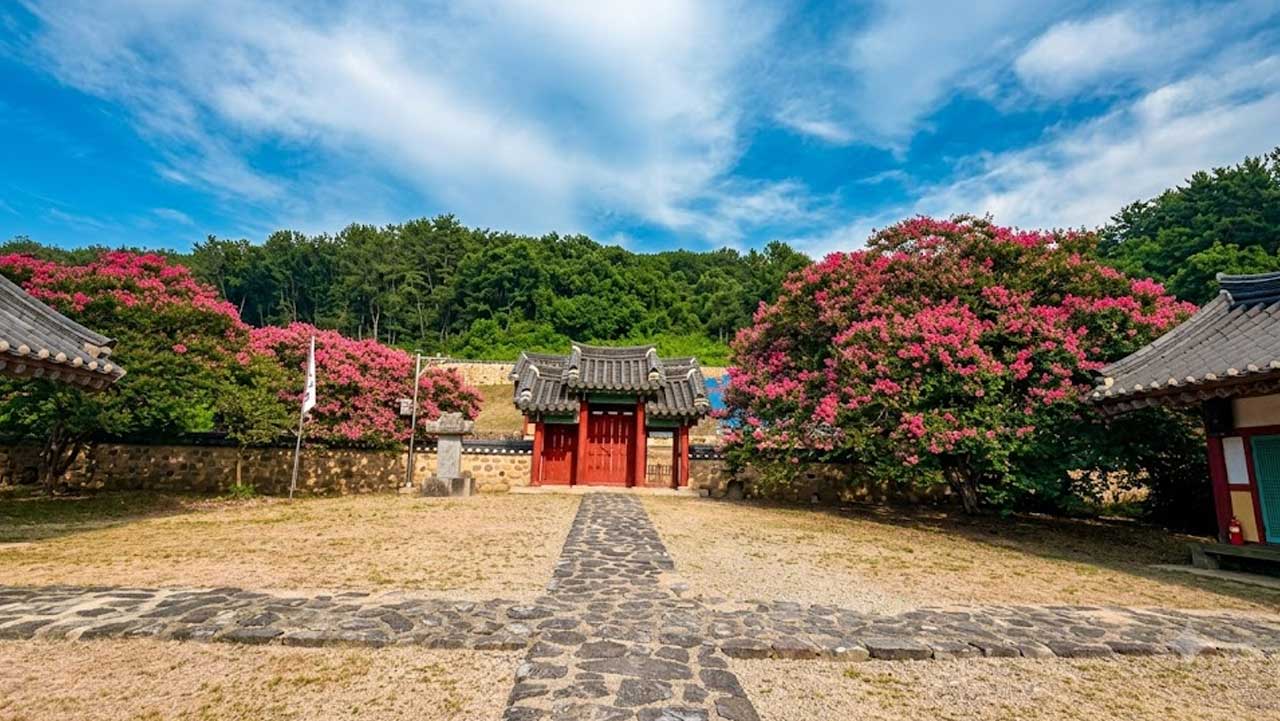 서원 마당으로 이어지는 돌길 양옆을 분홍빛 배롱나무가 아름답게 수놓은 풍경. / 충남관광