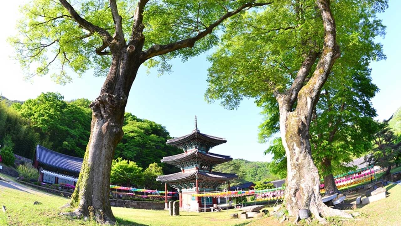 고목 나무 사이로 고풍스러운 자태를 드러내는 복원된 삼층 목탑 건물. / 한국관광공사