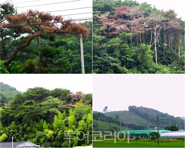 ▲“수백 년 노송이 한순간에 무너졌다.” 청양군 칠갑산 인근 천장호 가는길에 수백년된 아름드리 소나무가 재선충병에 감염된 채 고사한 모습, 잿빛으로 말라죽은 화성면 화강리 산다리 마을 뒷산의 소나무 군락지, 왼쪽 벌채지와 아직 제거되지 않은 고사목들이 대조를 이루고 있는 모습. /사진-청양군프레스협회(편집 류석만 기자)