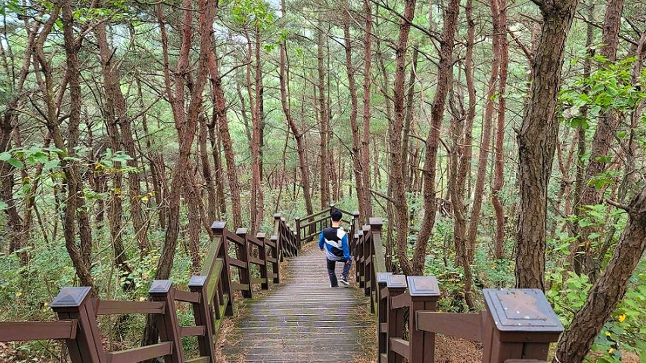 소나무 숲 사이로 정비돼 남녀노소 부담 없이 오르내리기 좋은 목재 데크길. / 상주시