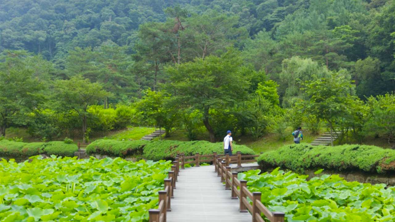 연못을 가득 메운 초록빛 연잎 사이로 나무 데크 산책로가 길게 이어지는 연꽃 정원. / 홍천군
